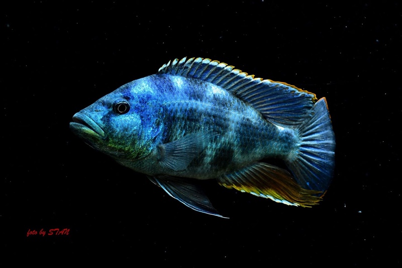 Nimbochromis livingstonii